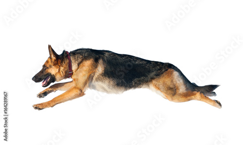 German shepherd dog in jump