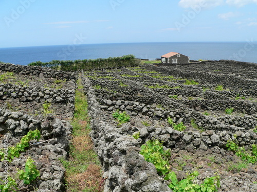 in den Weingärten von Biscoitos, Terceira, Azoren, Portugal