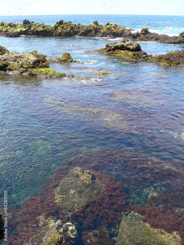 in den natürlichen Lavapools von Biscoitos, Terceira, Azoren, Portugal