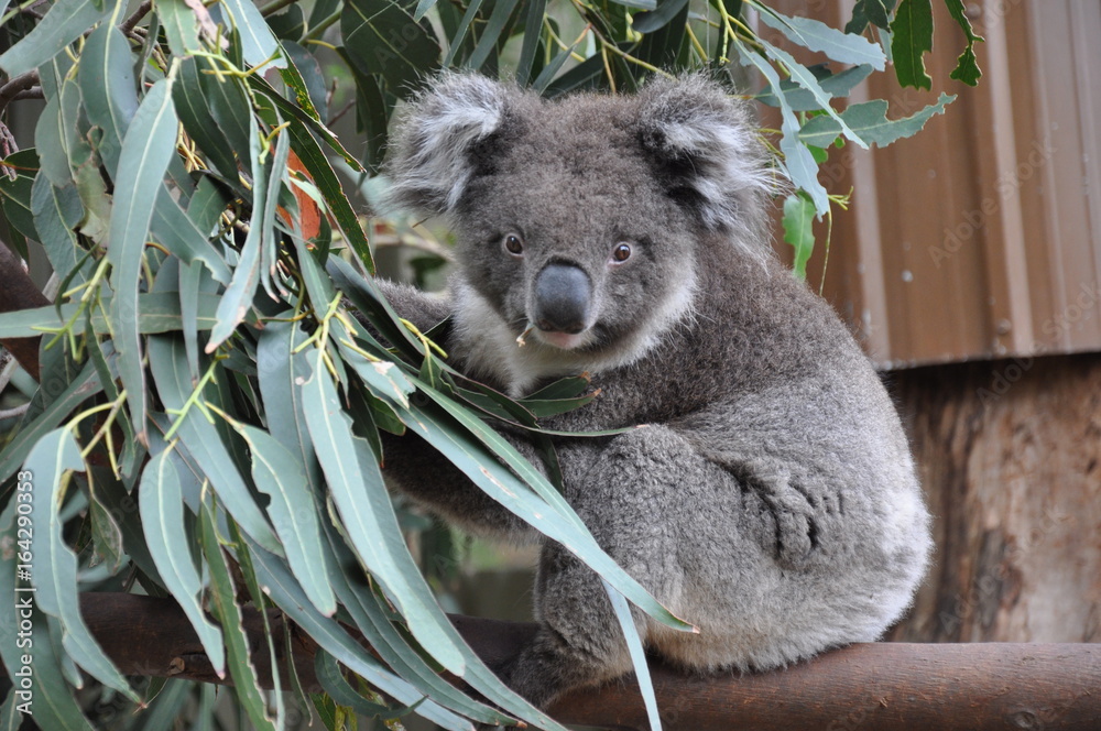 Fototapeta premium koala mignon australie - koala cute