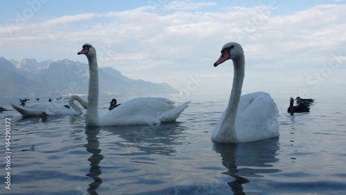 Swans in Lake Geneva