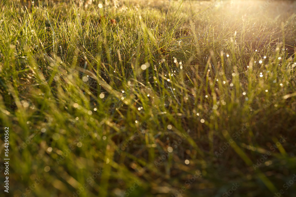 Dew on the grass in backlight