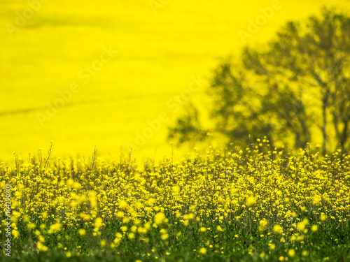 A summer canola meadow, Herefordshire, Thailand