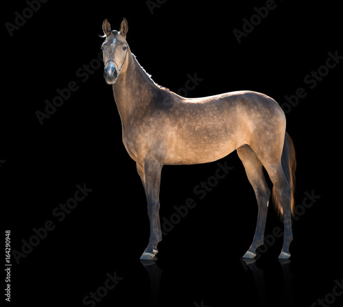 Exterior of buckskins horse isolated on black background