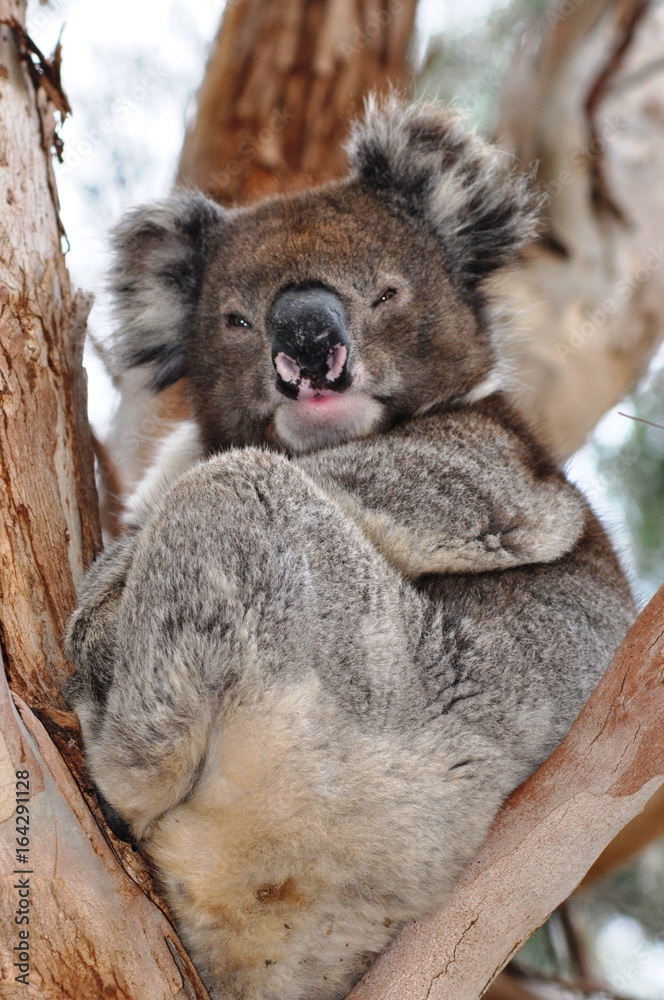 Obraz premium koala australia australie