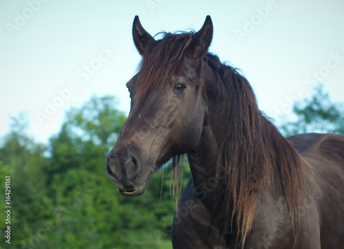 black horse portrait closeup in green field meadow grass and flowers pasture