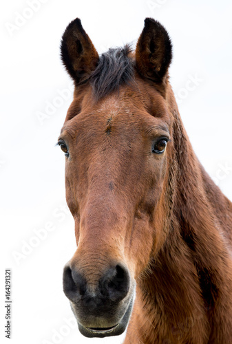 Horse head shot © Linda