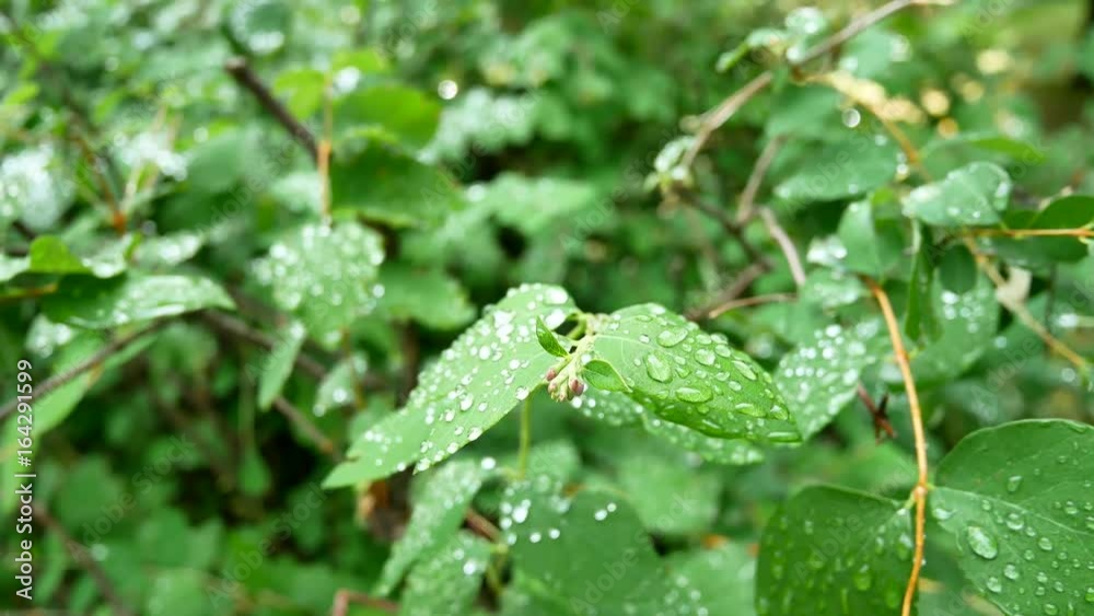 Drops of rain on fresh leaves. Spring rain, drops on the leaves. Drops of rain on fresh leaves. Spring rain, drops on the leaves.