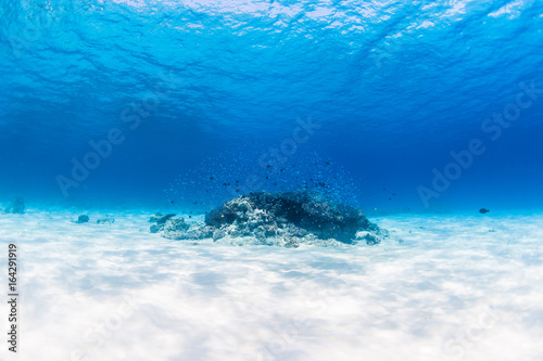 Clear Blue Water and Small Fish Reef