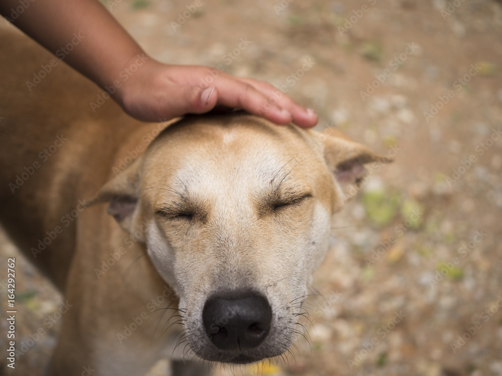 Girl's hand stroking the abandoned dog on the street Girl's hand stroking the abandoned dog on the street
