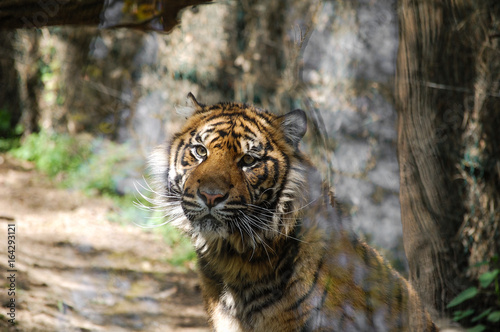 Tigre © Flavien