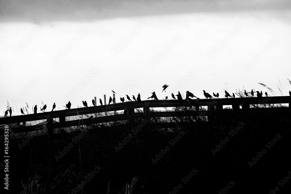 Obraz premium Ominous flock of birds perched on a beach walkway