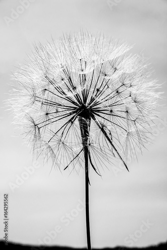 Black and white big dandelion on sky background