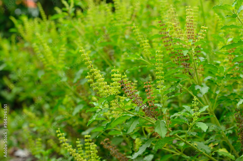 Leaves and flowerof sweet basil, genus Ocimum