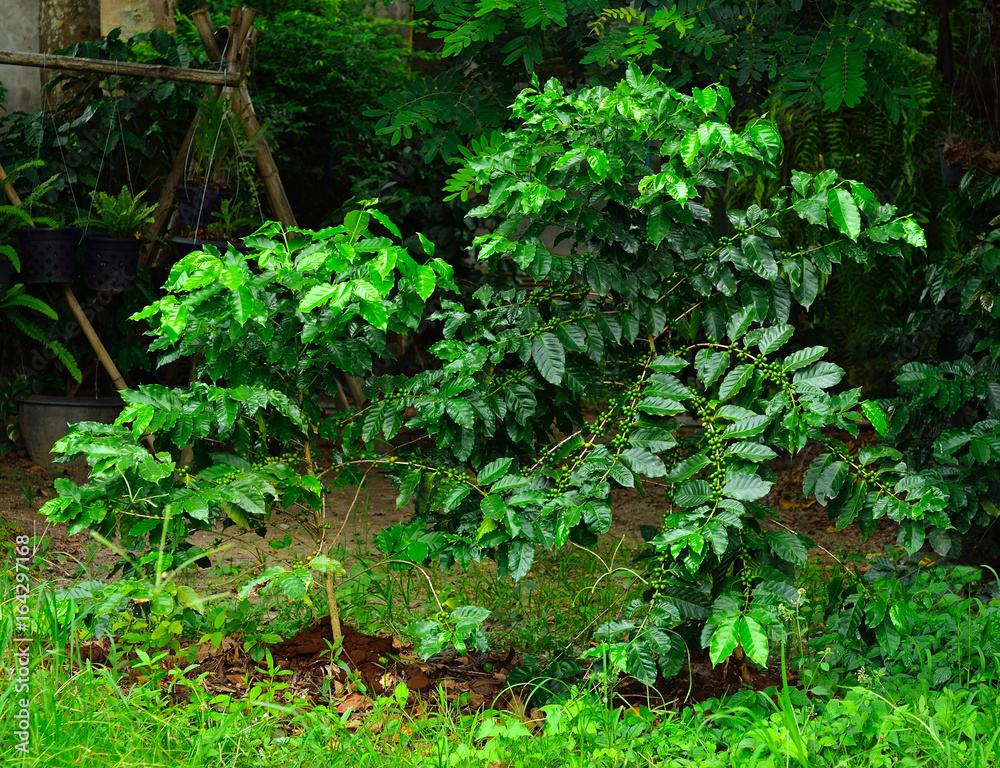 coffee tree in the garden