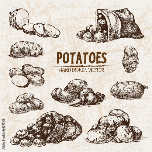Digital vector detailed line art potato vegetable hand drawn retro illustration collection set. Thin artistic pencil outline. Vintage ink flat, engraved simple doodle sketches. Isolated