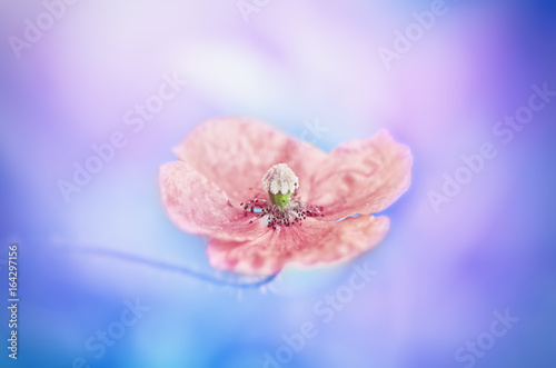 Vivid vintage red pink wedding single spring close up flower poppy with nice multicolor background. Wild poppy flower