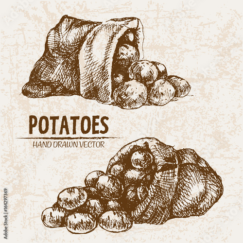 Digital vector detailed line art potato vegetable hand drawn retro illustration collection set. Thin artistic pencil outline. Vintage ink flat, engraved simple doodle sketches. Isolated