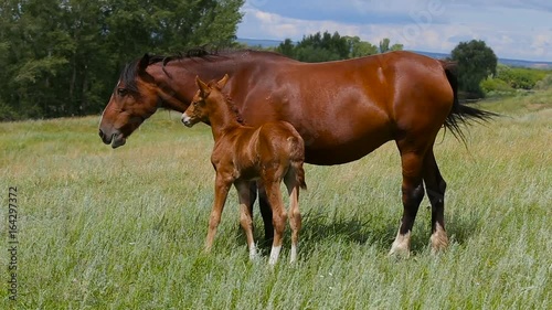 A mare with a foal on a green pasture near a forest.