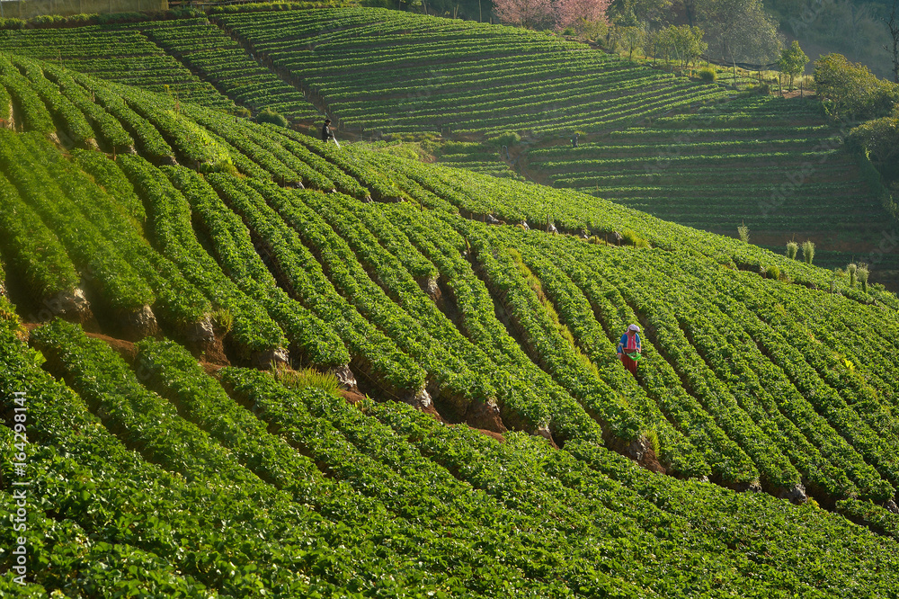 Angkran green tea and strawberry farm,Strawberry farm, Chiang Mai,Thailand