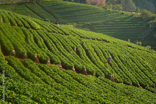 Angkran green tea and strawberry farm Strawberry farm  Chiang Mai Thailand