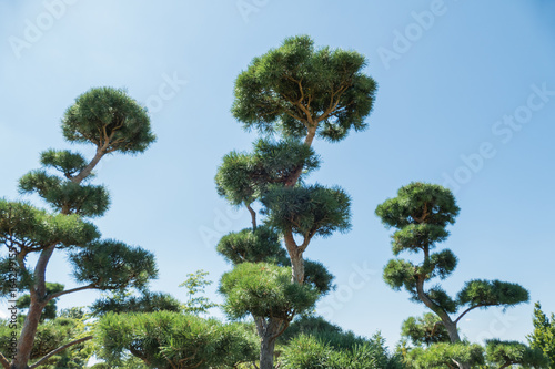 merkwürdiger baum photo