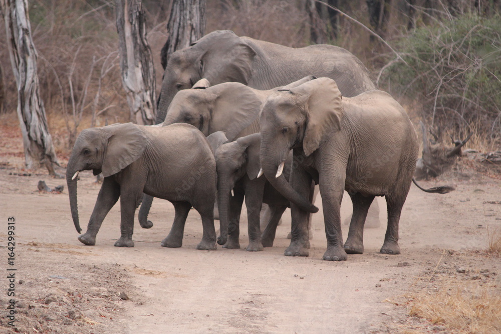 Sambia: Elefantenherde im Lower Sambezi Nationalpark