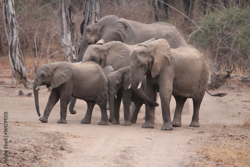 Sambia: Elefantenherde im Lower Sambezi Nationalpark