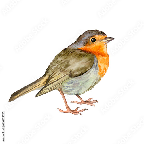 Watercolor Bird Robin Hand Drawn Winter Illustration isolated on white background