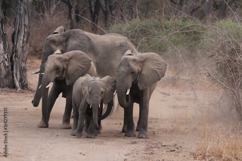 Sambia  Elefantenherde im Lower Sambezi Nationalpark