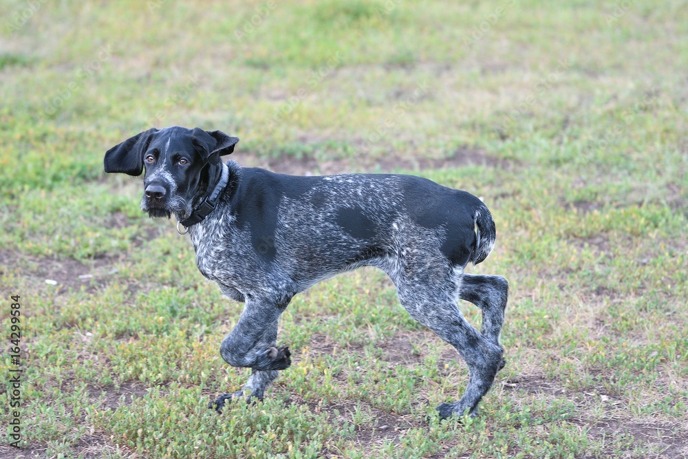 Hunting dog breed German Wirehaired pointer Hunting dog breed German Wirehaired pointer