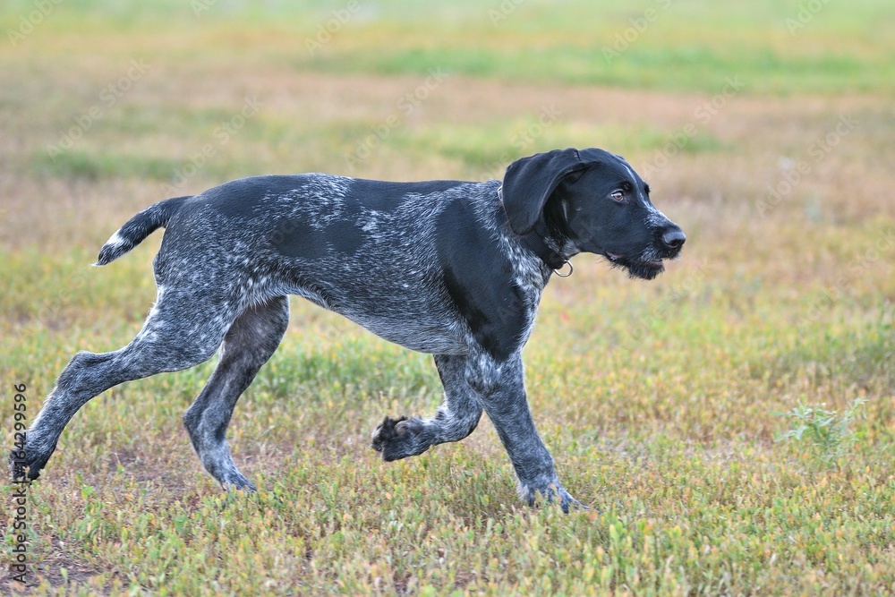 Hunting dog breed German Wirehaired pointer Hunting dog breed German Wirehaired pointer