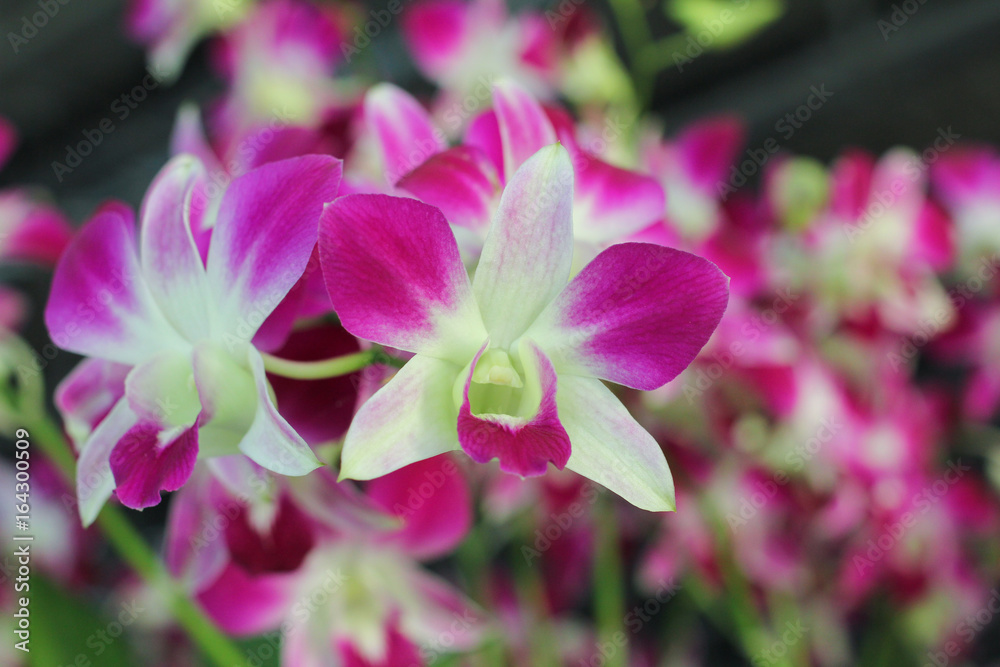 Orchid in tropical garden