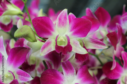 Orchid in tropical garden