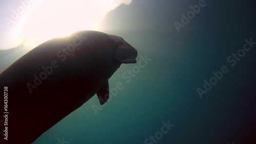 Sea cow slowly floats to the surface of the water and swim ner woman - Abu Dabab, Marsa Alam, Red Sea, Egypt, Africa
 photo