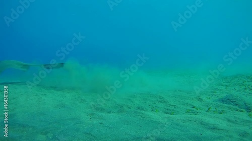 Cowtail stingray swim over sandy bottom - Abu Dabab, Marsa Alam, Red Sea, Egypt, Africa
 photo