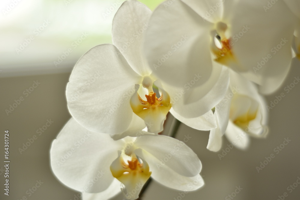 Orchidée Blanche Orchidée Blanche