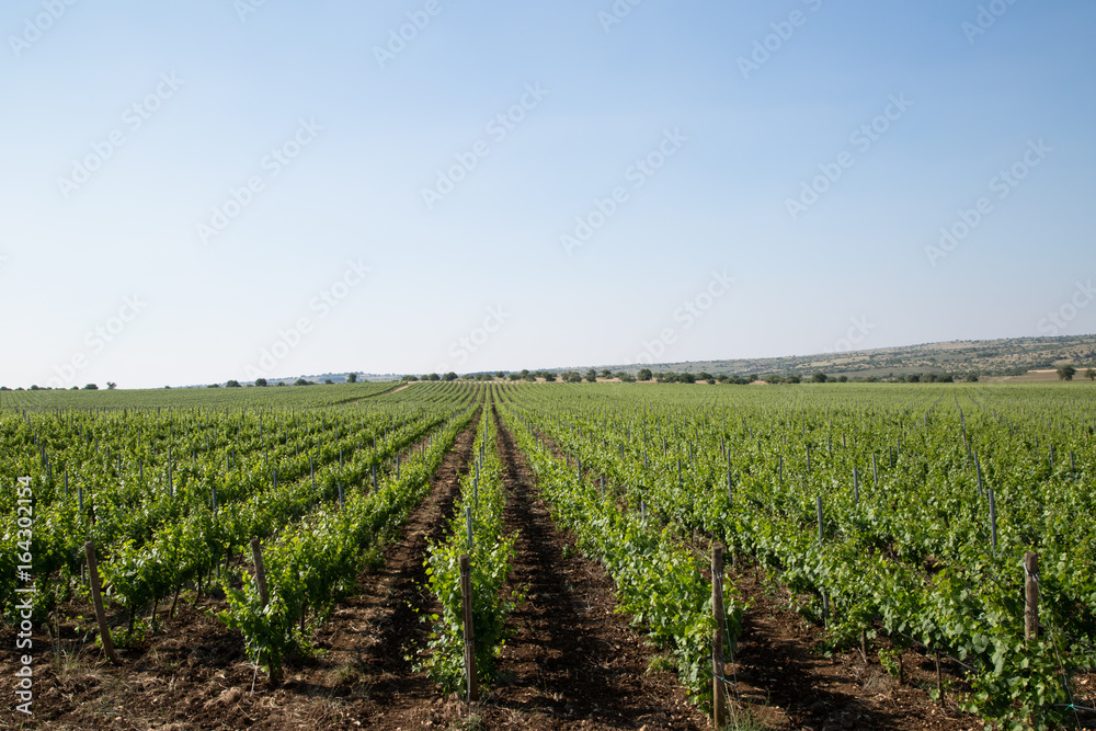 Vineyard in Puglia, Italy