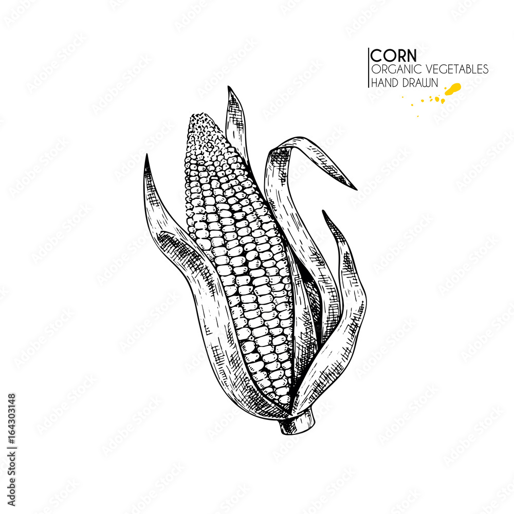 Vector hand drawn set of farm vegetables. Isolated corn cob. Engraved art. Organic sketched vegetarian objects. Vector hand drawn set of farm vegetables. Isolated corn cob. Engraved art. Organic sketched vegetarian objects.