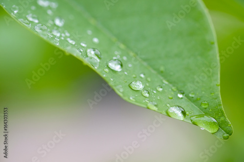 Drops on the leaves