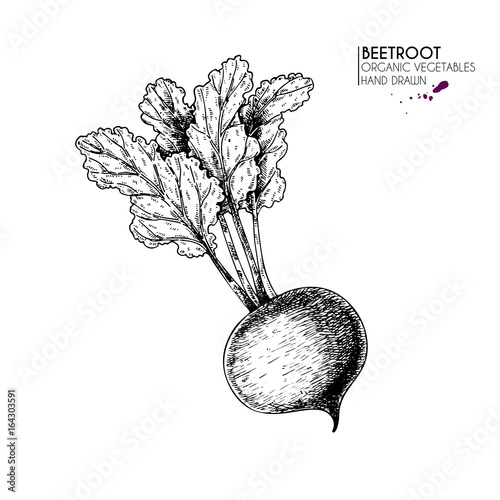 Vector hand drawn set of farm vegetables. Isolated beetroot. Engraved art. Organic sketched vegetarian objects