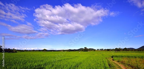 Photos Sumbawa ricefield 2