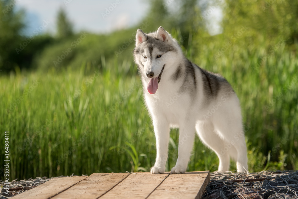 a husky look at me