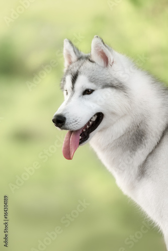 a husky look at me