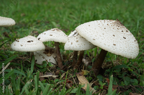 White mushroom in forest