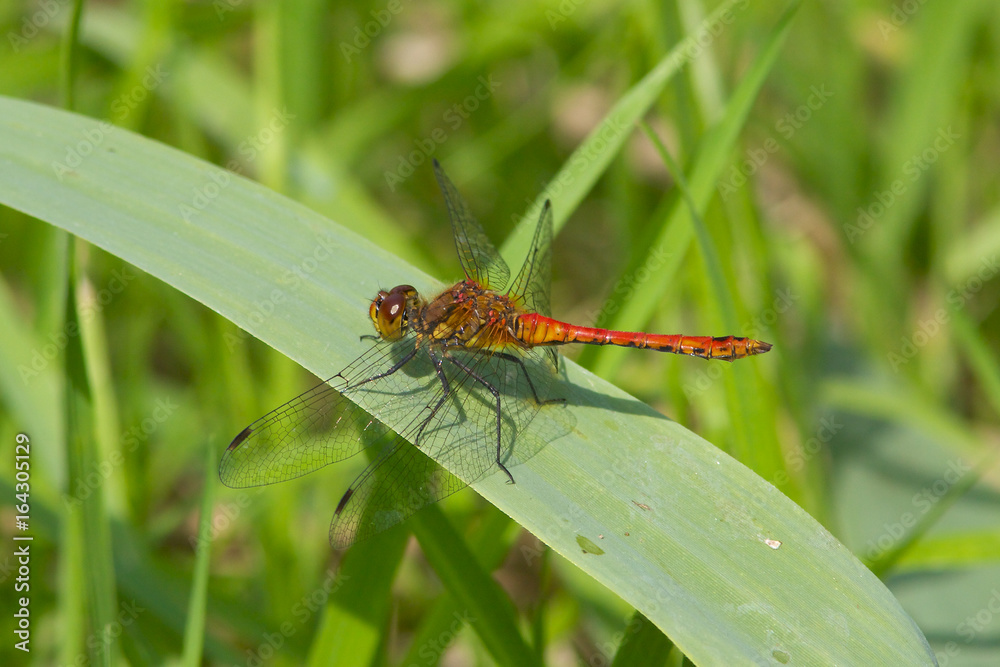 Male Ruddy Darter dragonfly, Sympetrum sanguineum, resting on a reed leaf in the morning sun. Male Ruddy Darter dragonfly, Sympetrum sanguineum, resting on a reed leaf in the morning sun.