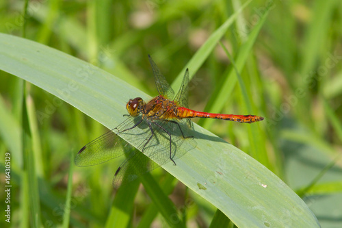Male Ruddy Darter dragonfly, Sympetrum sanguineum, resting on a reed leaf in the morning sun. © David Martin
