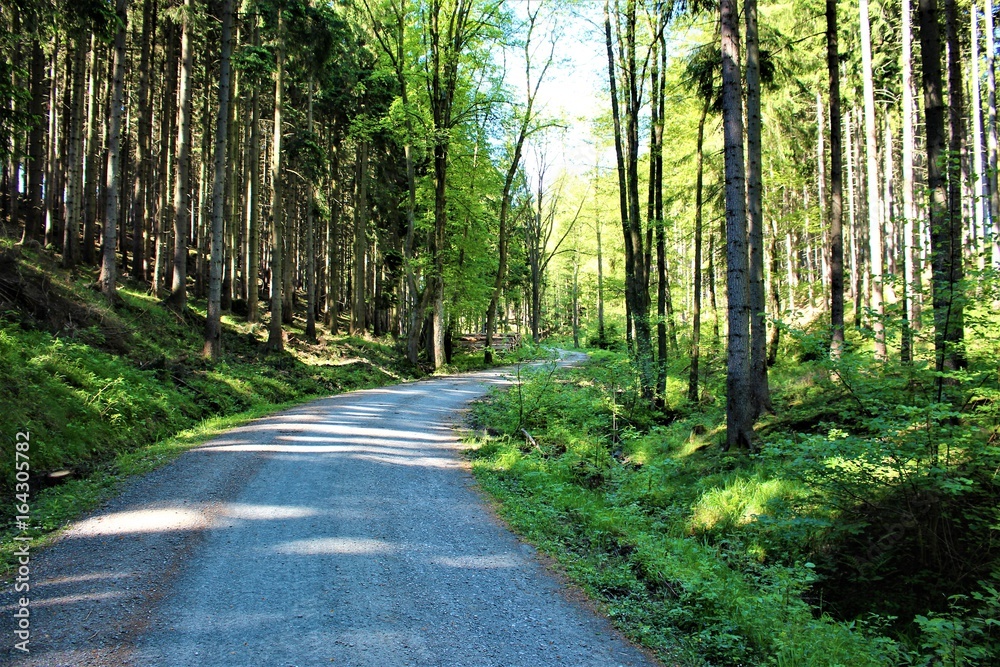 Fototapeta premium wanderweg