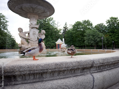 Two Mallard ducks stand on the edge of fountain at El Retiro Park in Madrid, Spain.