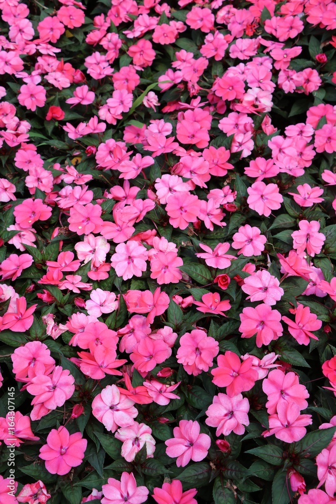 Pink flowers of New Guinea Impatiens 